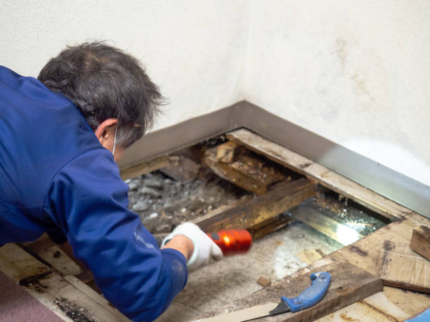 Best Commercial Mold Removal  in Highland, MD