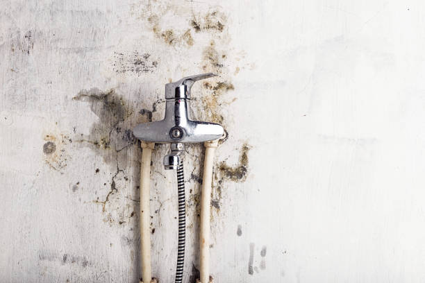 Best Affordable Mold Removal  in Highland, MD