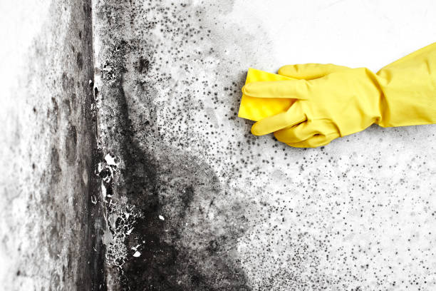 Best Mold Testing  in Highland, MD