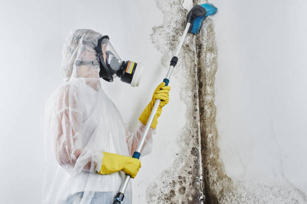 Best Mold Testing  in Highland, MD