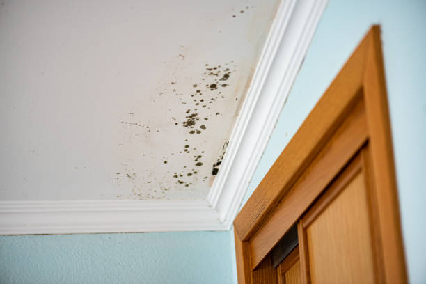 Best Mold Removal Company Near Me  in Highland, MD