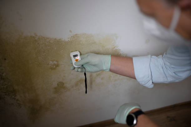 Best Attic Mold Removal  in Highland, MD