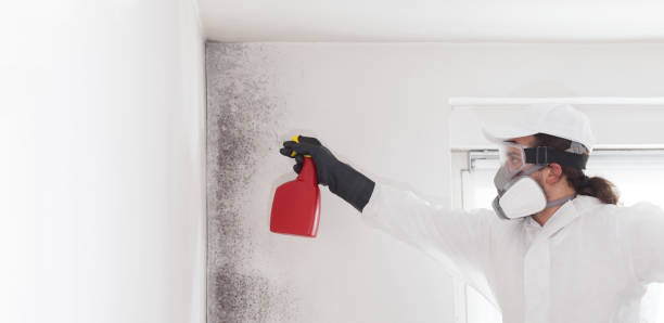 Best Mold Remediation Services  in Highland, MD