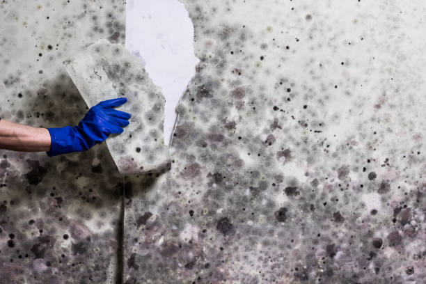 Best Water Damage Restoration  in Highland, MD