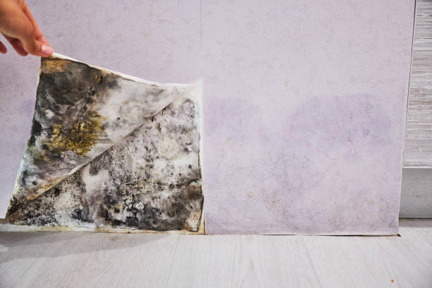 Best Mold Inspection  in Highland, MD